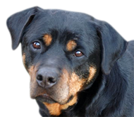 13.png