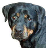 19.png