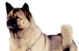 29.png