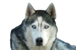 4.png