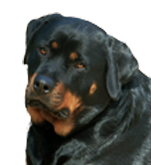 53.png