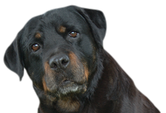 8.png