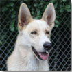 Dingo