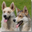Dingo and Juno