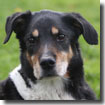 Fidelle