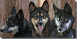 Bowie, Foxy and Mylo