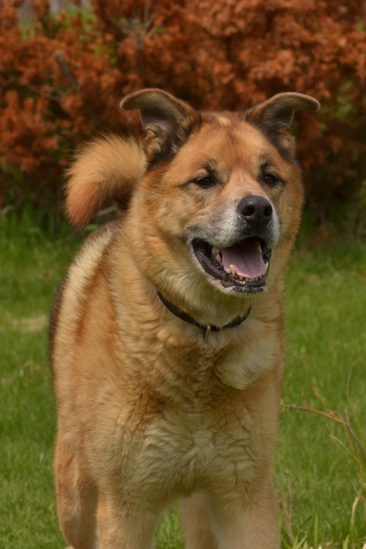 Chico-Keshet-Kennels