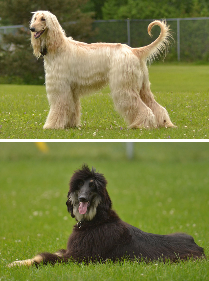 Afghan Hounds