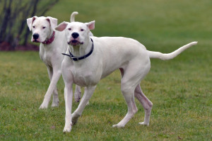 Diamond & Cayenne in Habitat