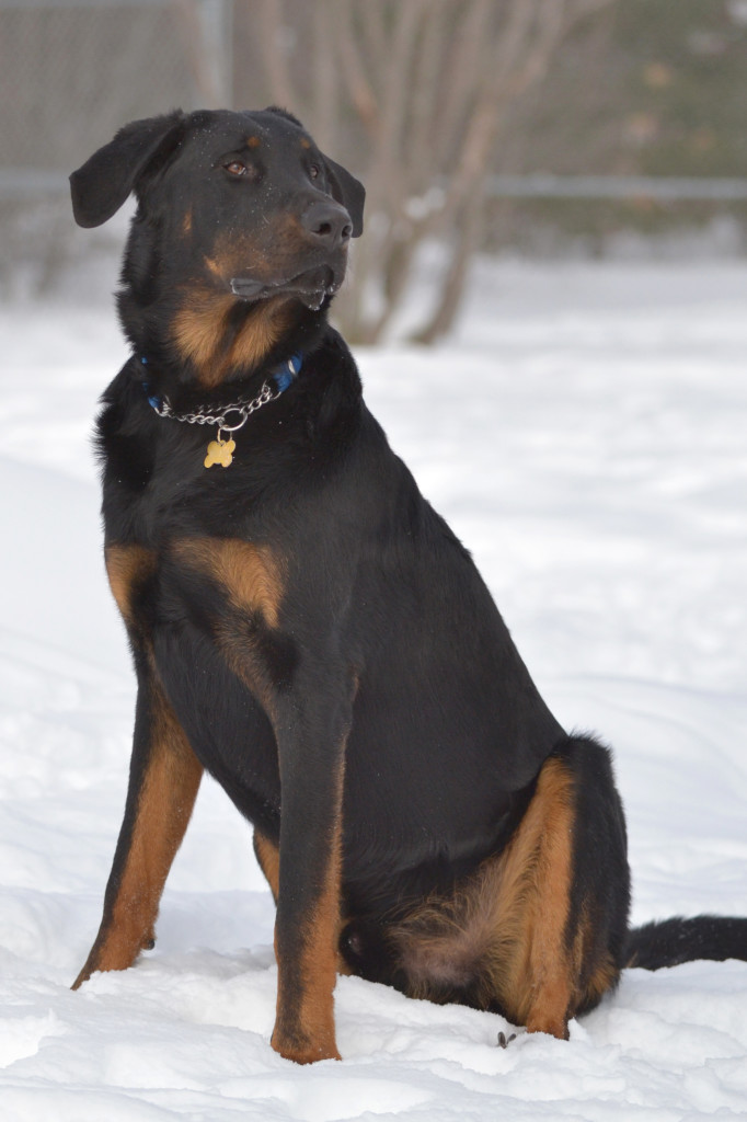 Jester-Beauceron 2