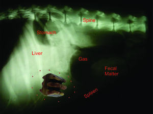 x-ray