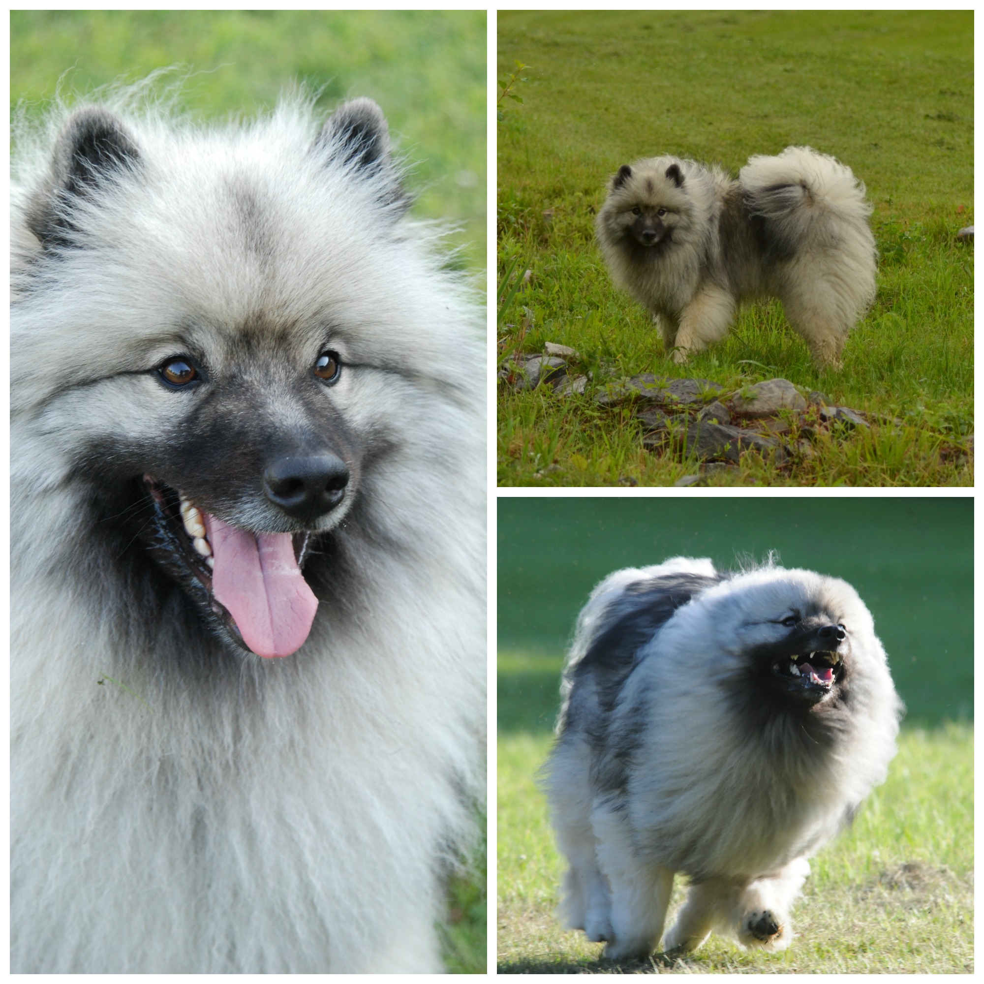 is the keeshond legal in slovenia