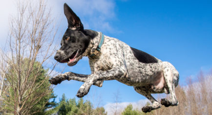 Dog Boarding Kennels Regulations Canada Dog Boarding Kennels Regulations Canada