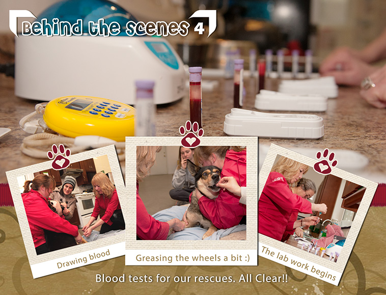 Behind the scenes (4) BLOOD TESTS