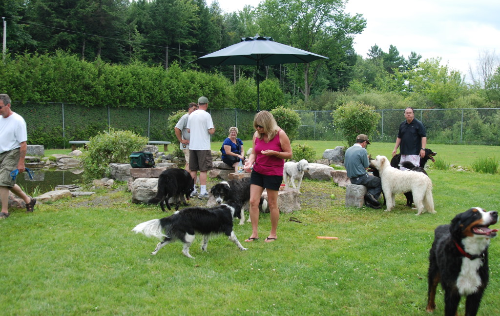 Keshet Kennels/Rescue Dog Parks The Hidden Dangers Keshet Kennels