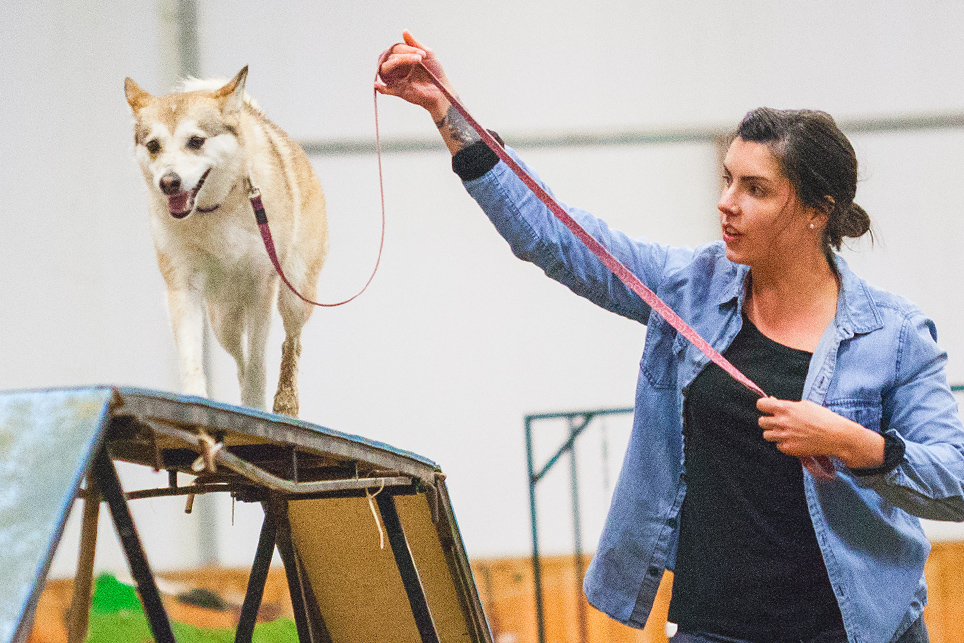 Keshet Kennels/Rescue Keshet Kennels is a loving, safe, spacious